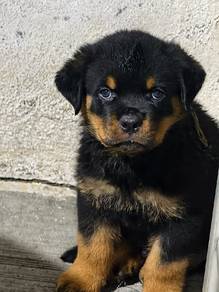 Rottweilers 