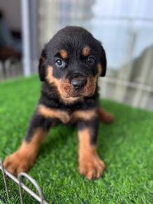 Rottweiler available3