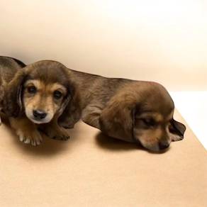 Dachshund miniature long haired sable brown