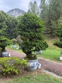 large bonsai ceramic pot