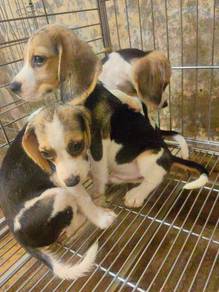 Beagle Puppy