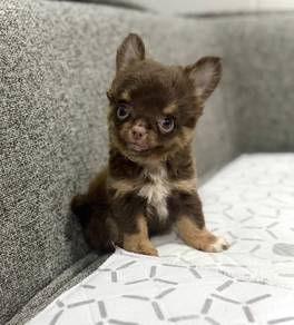 CHIHUAHUA PUPPIES 253 🌷Head Apple Cute Dog Boy