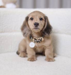 MINIATURE DACHSHUND Puppies D156 PREMIUM Quality G