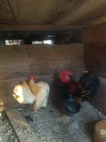 ayam serama sepasang 