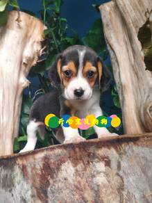 Beagle (F)