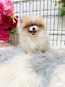 PP1155 Pomeranian white orange haired puppy