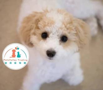 Poodle Toy