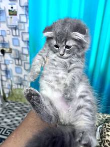 Cute Kitten