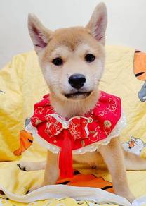 Shiba inu