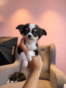 Mini Chihuahua Female 🎀