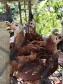 anak ayam rir (Rhode island red)