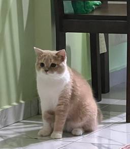 cat mating
