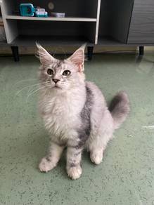 Mainecoon kitten