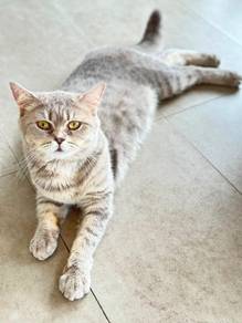 british shorthair blue/ silver dapat 2ekor