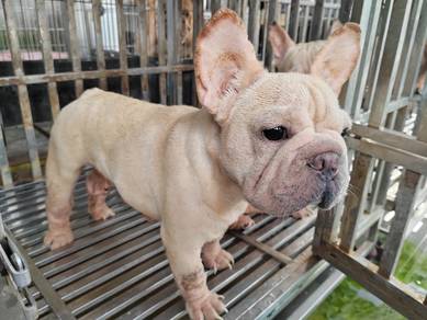 French bulldog