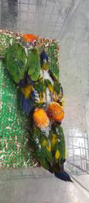 Burung sun conure Hand feed Siap lesen