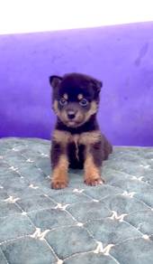 Shiba inu black tan mka