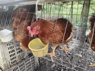 Ayam penelur sendiri 