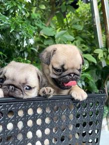 Pug