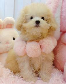 Maltipoo