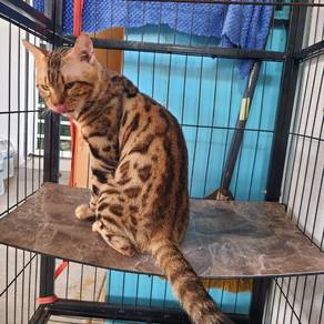 Male Bengal