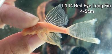 L144 Red Eye Long /Bristlenose Pleco/Bandaraya/异形
