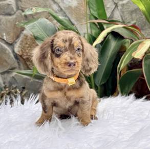 MINIATURE DACHSHUND Puppies D57 🐻 Good-looking M