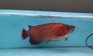 Arowana super red 18 inch-wholesale