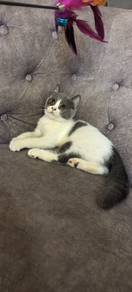 BSH Blue Bicolour Kitten 