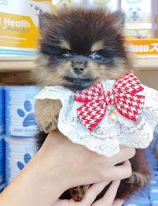 Pomeranian