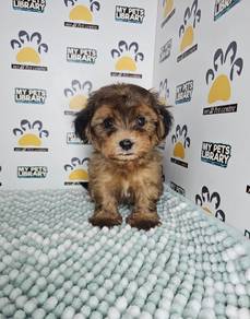 maltipoo sable colour rare