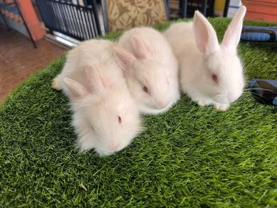 anak rabbit arnab
