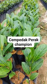 Benih Cempedak Kawin