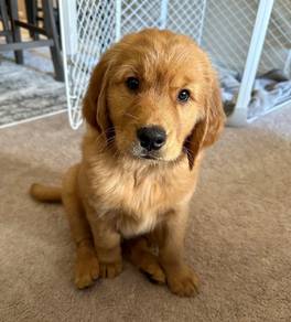 purebreed goldenretriever puppy available 