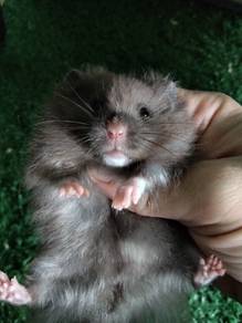 hamster bigbone 