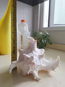 Large Sea shell conch Murex Ramosus Seashell 8" lo