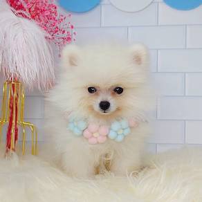 Pomeranian