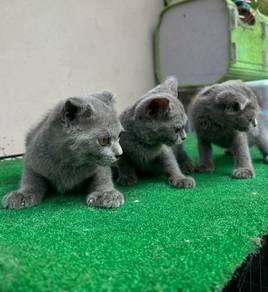 British Short Hair (BSH)