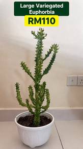 Large Variegated Euphorbia | Mature Sculptural