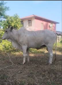 Lembu Jantan