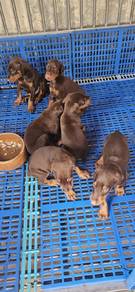 Doberman puppies for booking