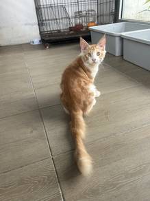 male kitten