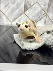 White Tail Mosaic Sugar Glider