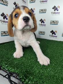 Beagle tri color male and female