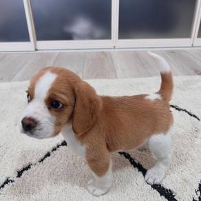 Beagle puppies