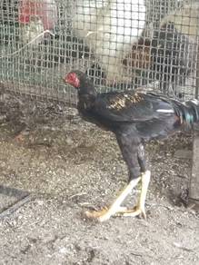 Ayam Siam