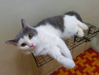 Mix breed Cat