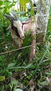 kambing jantan dewasa