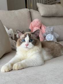 Ragdoll Male with Cert