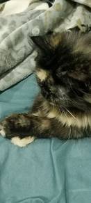 Cats Persian 